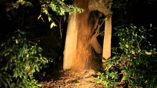 Lost In The Trees - &quot;All Alone In An Empty House&quot;