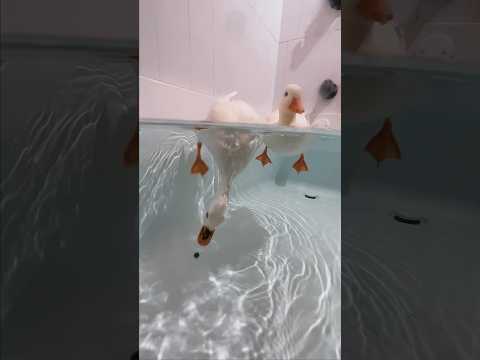 Oh No! #shorts #petduck #peas