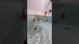 Oh No! #shorts #petduck #peas