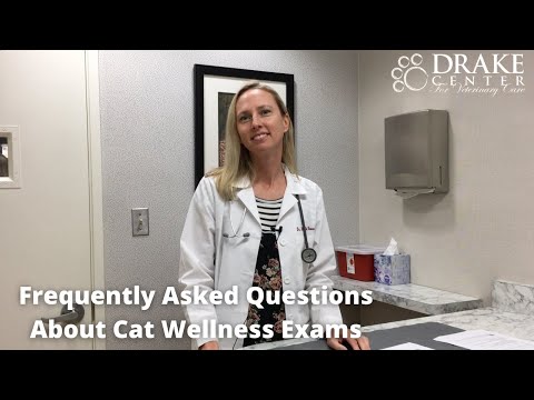 Frequently Asked Questions About Cat Wellness Exams