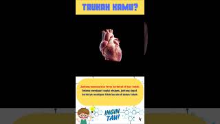 Download lagu Fakta jantung manusia #jantung #faktaunik #faktamenarik #edukasi #tahukahkamu #ingintau #fyp #wow mp3 Download lagu Fakta jantung manusia #jantung #faktaunik #faktamenarik #edukasi #tahukahkamu #ingintau #fyp #wow mp3