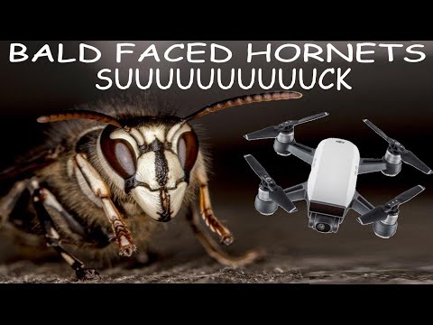 Angry Bald-Faced Hornets Versus Drone