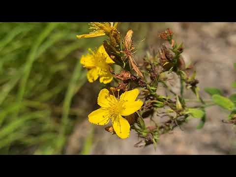 Znaci moga mesta - Vodopadi Sopotnice