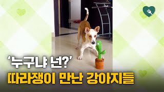 따라쟁이 인형을 본 강아지 반응