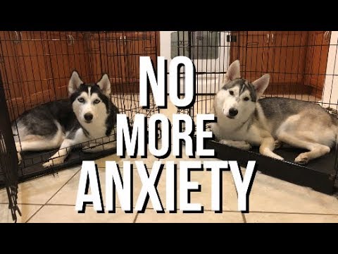 YouTube video about: How to crate train a rescue dog with separation anxiety?