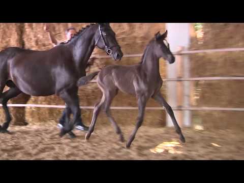 Räuberglaube von Lossow - Fohlenschau 30.07.2017