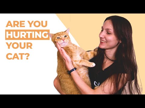 7 Accidental Ways You May Be Hurting Your Cat | Tips to Keep Them Safe