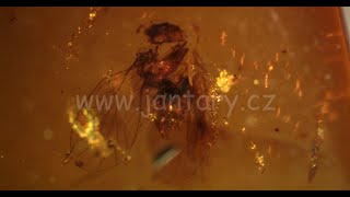 Křídový jantar B-42