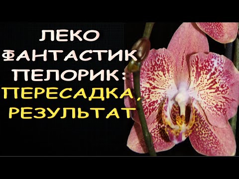 ОРХИДЕЯ Phal.'Leco Fantastic':ПЕРЕСАДКА,результат.Фаленопсис "Леко Фантастик"("Dragon Heart")ПЕЛОРИК