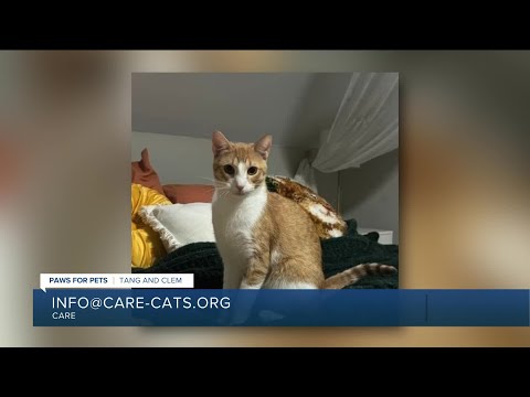 Paws for Pets: Tang and Clem, a bonded pair of male kittens ready to snuggle! - YouTube