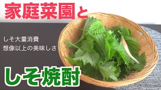 【しそのお酒の作り方】と海外在住者の家庭菜園｜バンクーバー|海外在住｜