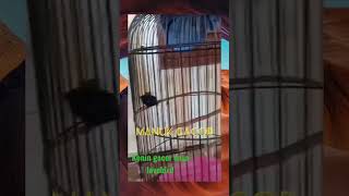 Download lagu konin gacor rasa lovebird👍👍👍 mp3