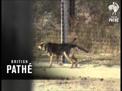 Berlin Border Patrols  (1969)