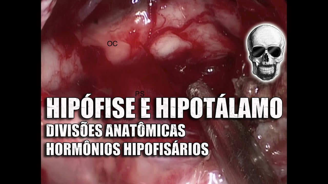 Hipotálamo, Hipófise e Hormônios | Sistema Nervoso/Endócrino | Anatomia Humana | Vídeo Aula 156