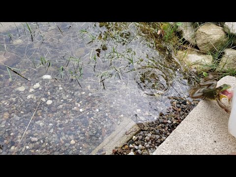 Hand feeding worms to a couple of wild green frogs in a DIY backyard pond!