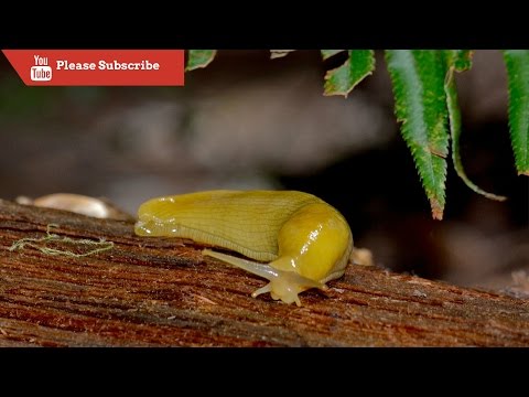En video: ¡Una babosa banana!