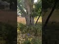 Ghar Aaja Pardeshi Tera Desh Bulaye Re Bus Village Train