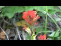 NATURE Video 30 Minutes Of Beautiful Extraordinary Flowers And Plants HD Format Uncut Natural Form