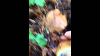 preview picture of video 'Raccolta funghi porcini in Abetone..  La mia prima esperienza'