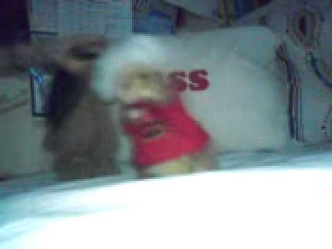 Gayhamster