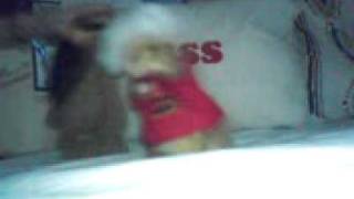 gayhamster