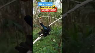 Download lagu Suara pikat konin susah turun #shortvideo #birds #sogon #kicaumania #sogonindonesia mp3 Download lagu Suara pikat konin susah turun #shortvideo #birds #sogon #kicaumania #sogonindonesia mp3