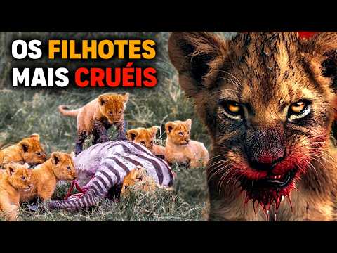 Lion - KAMBULA BOYS the MAPOGOS lineage the MOST CRUEL LIONS in History