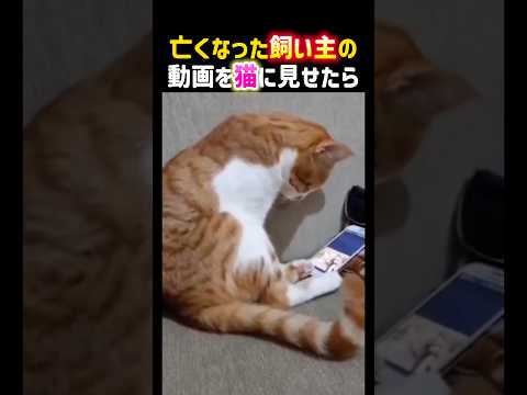 亡くなった飼い主の動画を猫に見せたら....😭✨ #感動 #猫 #泣ける話 #猫のいる暮らし #cat #pets #shorts