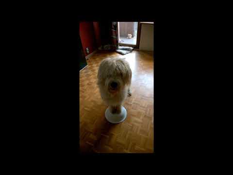 sztuczki -  "miska" i " turlanie" - Florka