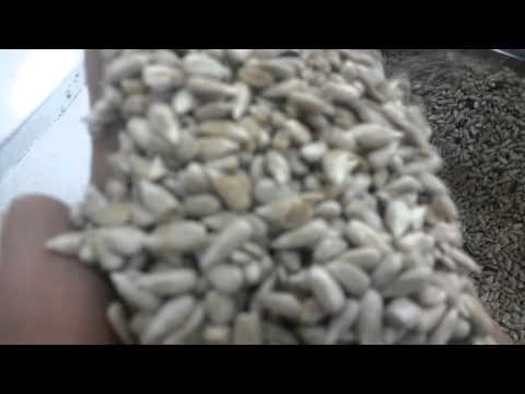 Safflower Seeds Processing Plant