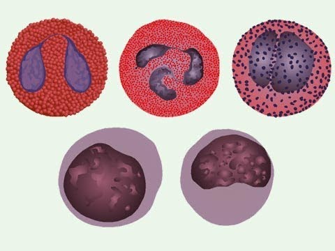 OS PRINCIPAIS TIPOS DE LEUCÓCITOS