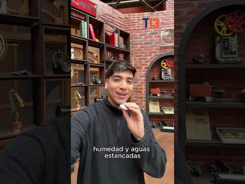 Captan nube de zancudos en Concepción ¿Podrían llegar este fenómeno a Santiago?