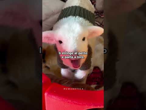 Gli agnellini rifiutati 🐑