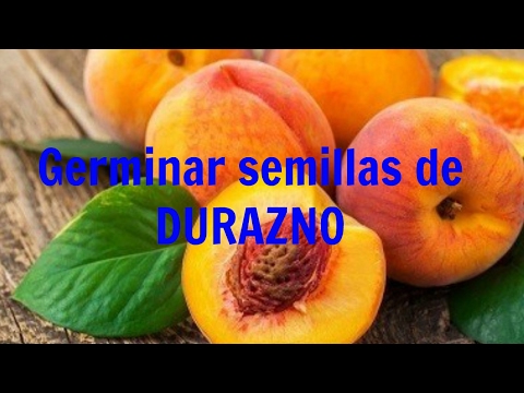 Germinar semilla de durazno | Rapido, facil y 100% efectivo!