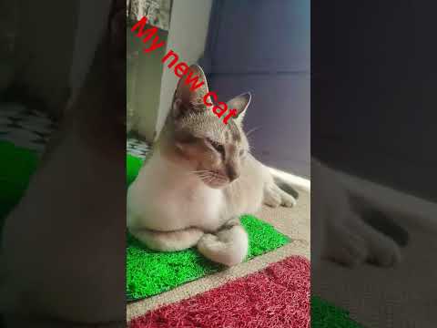 my new cat #reels #viralvideo #cat #obaidullah Khan gamer