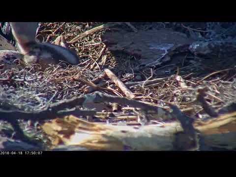 Osprey chick #2 hatches on cam in Savannah 4/18/18