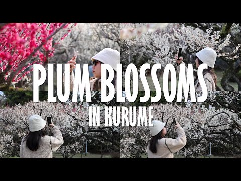 【4K】Plum Blossom Walk in Kurume