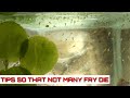 How To Breed Betta Fish Part 3| The Eggs Hatch Until The Fry Are 4 Days Old And Transfer To The Pond