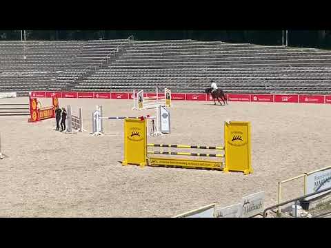 5yo. Wallach/gelding Quotenkoenig