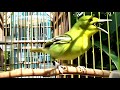 SUARA BURUNG SIRTU BETINA GACOR SANGAT COCOK UNTUK MENINGKATKAN EMOSI BIRAHI CIPOH JANTAN
