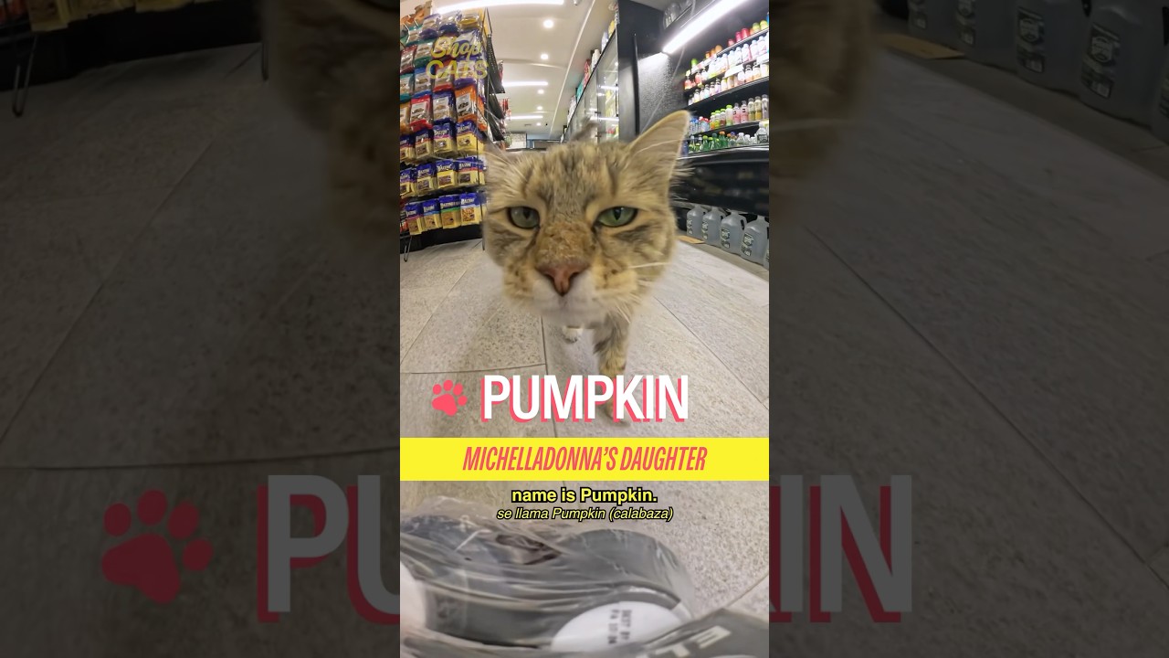 Meet Pumpkin in Williamsburg #cat #nyc #bodega