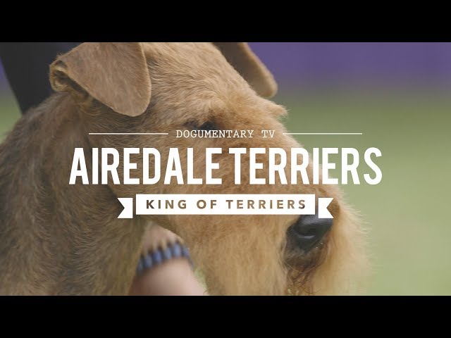 Video de pronunciación de Airedale en Inglés