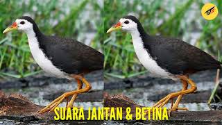 Download lagu Suara Ruak Ruak jantan dan betina 🔴suara pikat mp3