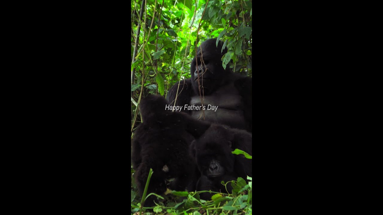The most dedicated dads in the animal kingdom 🦍🐧🐺