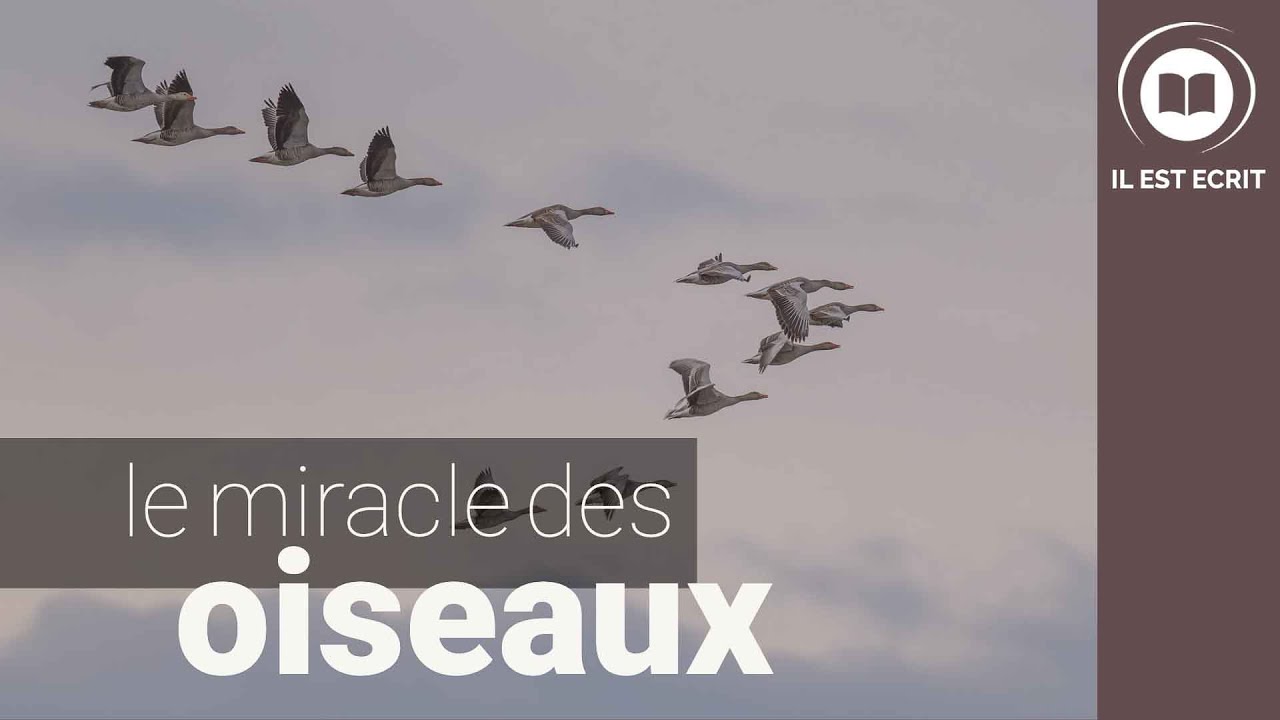 Le miracle des oiseaux