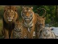 Klan Panthera Siapa Yang Lebih Kuat Di Antara Kucing Besar