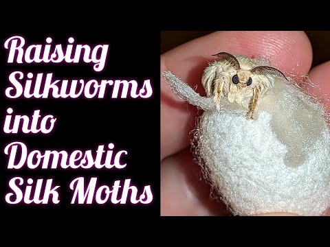 How to Raise Domestic Silkworms into Domestic Silk Moths