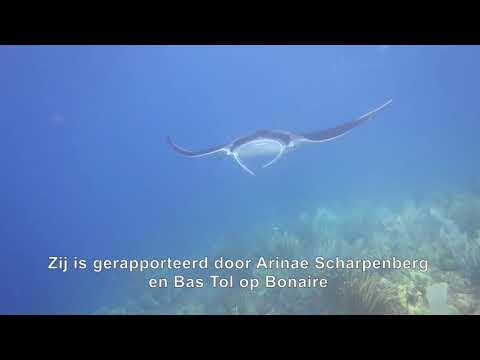 DCNA BioNews: Meld Waarnemingen van Mantaroggen & Duivelsroggen (Netherlands)