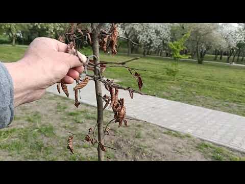 Jerzyki nad "Sadkiem", ale nie tylko