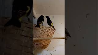 Download lagu Black Siskin (Carduelis atrata) #aviary #birds #finches mp3 Download lagu Black Siskin (Carduelis atrata) #aviary #birds #finches mp3